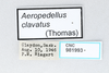 CollectionObject 2775614; e0d71978-672e-40ec-a593-5f7a86a8665b, CNCI 981993: Aeropedellus clavatus. (CollectionObject).
