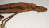 CollectionObject 1559188; NMW 718, 88d9e3fa-4977-4096-8ab6-6f9766541596: copyright NMW, Vienna. female: end of abdomen, lateral view of Hypocyrtus postpositus (holotype). (CollectionObject).