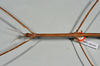 CollectionObject 1562187; 15c2593d-06c3-488b-a566-efe35ae64df6: copyright Natural History Museum, London. female: head & thorax, dorsal view (holotype). (CollectionObject).
