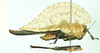 CollectionObject 1584424; 55e75c53-a67c-4528-bcd8-6d6d9fe43220: female, lateral view. (CollectionObject).