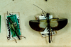 CollectionObject 1558281; eb79ded5-4e0c-48fe-9d3c-fe4bc700628f: copyright MNHU. male (paralectotypes). (CollectionObject).