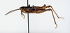 CollectionObject 1528795; 8e90dbe3-a54b-4a80-aa0c-21bac5e195fd: male, lateral view (holotype). (CollectionObject).