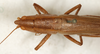 CollectionObject 1589283; 82d9306b-d82f-4c30-8301-563bcb3650f1: female, dorsal view (syntype). (CollectionObject).