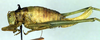 CollectionObject 1502713; 58617210-fb98-4845-b674-d4facdf462ad: female, lateral view (syntype of Isophya chersonensis). (CollectionObject).