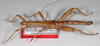 Thaumatobactron guentheri Hennemann & Conle, 1997: copyright F. Hennemann. male (paratype). (Otu).