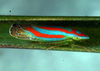Live specimen: !! display not done !! on Faltalini Zahniser & Dietrich, 2010: New Genus BR1: (Observation).
