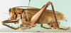 CollectionObject 1501684; 04465ce6-91b5-441c-960f-0fa3d9a5de98: male, lateral view (lectotype). (CollectionObject).