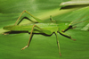 Neoconocephalus affinis (Palisot de Beauvois, 1819): male. (Otu).