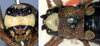 CollectionObject 1517116; 1a8c4fe0-7493-409f-b0c7-f96873d66a93: female head and pronotum (holotype). (CollectionObject).