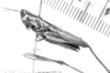 CollectionObject 1521498; 76e5c893-95d1-4886-8aa6-f152b0c3320e: female, lateral view (holotype of Parorphula strigata). (CollectionObject).