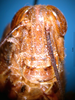 CollectionObject 1530675; eabd2fc9-d04a-4d98-b395-e72ce5615a26: female, frontal view (syntype). (CollectionObject).