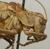 CollectionObject 1534973; 11025ea4-d3b2-468d-b8a1-d4afb4c58bf6: male pronotum, lateral view (lectotype). (CollectionObject).