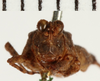 CollectionObject 1572902; NHRS NRM-ORTH 13120, 951c4d78-65db-4bb8-86f3-53ab3066d1e9: female, dorsal view (not personatus). (CollectionObject).