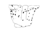 Locheuma brunneri (Scudder, 1875): Fig. 39. pronotum, lateral view. (Otu).