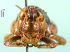 CollectionObject 1502039; 0cf8546a-e828-48b4-87f0-b74d30996d9e: female, frontal view (paralectotype). (CollectionObject).