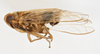 Habitus, lateral view on Opiconsiva anacharsis (Fennah, 1969): (Observation).