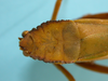 CollectionObject 1542940; e8779198-6439-442f-8ec5-10390451629e: female, pronotum dorsal view (syntype of Peucestes lutescens). (CollectionObject).