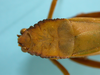 female, pronotum dorsal view (syntype of Peucestes lutescens). Depicts CollectionObject 1542940; e8779198-6439-442f-8ec5-10390451629e, a CollectionObject.
