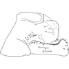 Pygofer, lateral view on Anufrievia fusina Yang & Zhang, 2018: Pygofer, lateral view. (Observation).