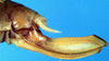 CollectionObject 1531608; 3f7758af-9d3f-4762-b496-0a218d4016f5: female ovipositor (holotype). (CollectionObject).