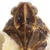 Head on Cixius evexus Kramer, 1981: (Observation).