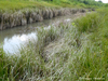 habitat (BG: W Danubian Plain, near Vidin). Depicts CollectionObject 1591574; b17ecb76-9cad-475e-8fff-59001f7d62d0, a CollectionObject.