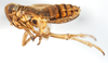 Habitus, lateral view: !! display not done !! on Nothodelphax lineatipes (Van Duzee, 1897): (Observation).