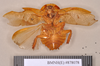Gyna maculipennis (Schaum, 1853): Holotype, female, ventral. BMNH(E)#878078. (Otu).