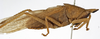 CollectionObject 1530645; 482fa01e-ba8d-4dc2-8a51-66399b3ab053: male, lateral view (holotype). (CollectionObject).