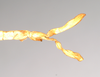 CollectionObject 1558206; NHMUK(SF IMPORT DUPLICATE) 845025, a03bdf24-74f6-4ffb-a933-46b0adfd7c0b: copyright Natural History Museum, London. male: end of abdomen, ventral view of synonym Acrophylla salmacis (holotype). (CollectionObject).
