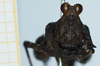 CollectionObject 1585502; f114578e-f921-421c-9381-4170ea4d4726: female, frontal view. (CollectionObject).