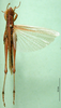 CollectionObject 1501908; 40a4986c-a340-4182-93bf-47ed849c84ed: male, dorsal view (paralectotype of Tristria suturalis). (CollectionObject).