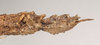 CollectionObject 1559196; 04b1808d-323a-4a0e-8c96-cdfdb5a7d908: copyright Natural History Museum, London. female: end of abdomen, lateral view (paralectotype). (CollectionObject).