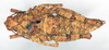 CollectionObject 1535530; 31abc49f-c2c9-461b-884f-04467fc9b21b: female, dorsal view (holotype of Chrotogonus micropterus). (CollectionObject).