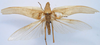 CollectionObject 1516879; 53d5e75a-1c73-47b6-8cbc-fa161bda0945: male, dorsal view (holotype). (CollectionObject).