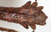CollectionObject 1561350; 1adf552d-2146-4e4d-a9d2-f1cac6f562a3: copyright MHNG, Geneva. male: end of abdomen, dorsal view (holotype). (CollectionObject).