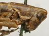 CollectionObject 1535945; b2a1736c-bd4a-41eb-9b8f-8ab8ca51da67: female pronotum, lateral view (paralectotype). (CollectionObject).