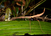 CollectionObject 1576182; b16ccf43-a5fc-46fe-9574-0e422feb23ab: copyright SPM, Kinabalu. female, in life (holotype). (CollectionObject).