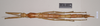 CollectionObject 1558980; 9ce04cf2-0fdf-46a7-a999-2ee5ae1f702f: copyright Natural History Museum, London. female (syntype). (CollectionObject).;CollectionObject 1558981; 1d8be626-f38d-4f0e-9cc5-abf9cf7fbfdf: copyright Natural History Museum, London. female (syntype). (CollectionObject).