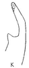 Stylus on Cumora (Cumora) macilenta (Linnavuori, 1959): Stylus. (Observation).