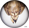 CollectionObject 1538363; 739e4980-9024-4c8b-87fa-489d42f129f6: female, subgenital plate & ovipositor, ventral view. (CollectionObject).