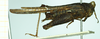CollectionObject 1477090; 74e374c3-4ab4-4d1b-8ebc-799dac7b7f91, NHMUK010924781: female, lateral view (lectotype). (CollectionObject).