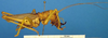 CollectionObject 1521421; 973d5e95-caba-4f5c-9ed6-22f54930b40c: male, lateral view (lectotype). (CollectionObject).
