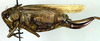 female, lateral view (syntype). Depicts CollectionObject 1502674; a77dd5c6-7fdc-4771-a2c7-db76ba49849b, a CollectionObject.
