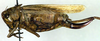 CollectionObject 1502674; a77dd5c6-7fdc-4771-a2c7-db76ba49849b: female, lateral view (syntype). (CollectionObject).