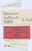 CollectionObject 1535901; d1d2cac2-77a9-4d9e-b13f-b759e2f0f3fe, MNCN3235118: labels. (CollectionObject).