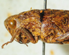 CollectionObject 1498698; e635f42f-e230-4b9e-b777-9f05fe07814c: female head and pronotum, lateral view. (CollectionObject).
