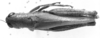 CollectionObject 1533432; 3137fff2-a501-48d5-b1df-59b2e213b180: Image Carbonell, C.S. female, dorsal view (holotype of Leiotettix punctipes). (CollectionObject).