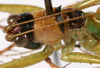 CollectionObject 1533243; e1951ace-829b-45be-a619-4d2554000369: male pronotum, dorsal view (holotype). (CollectionObject).