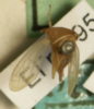 Habitus, dorsal view: !! display not done !! on Ceresa pallens (Germar, 1821): (Observation).